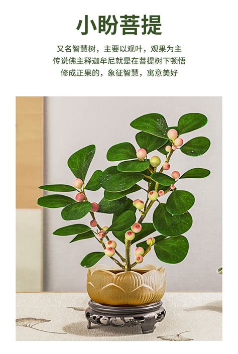 菩提樹盆栽|菩提盆栽怎么养